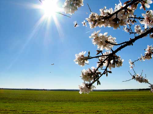 Almendro en flor en Ruidera.